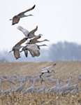Sandhill Cranes 3547